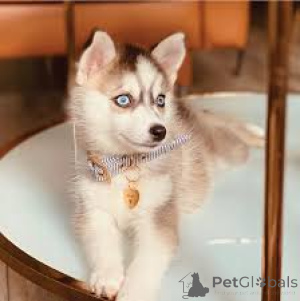 Photo №3. Pomsky Puppies. Germany
