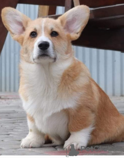 Photo №1. welsh corgi - for sale in the city of Zrenjanin | negotiated | Announcement № 66095