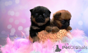 Photo №2 to announcement № 161854 for the sale of petit brabançon - buy in Russian Federation breeder