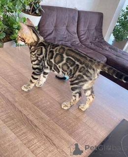 Photo №2 to announcement № 153231 for the sale of bengal cat - buy in Sweden private announcement