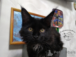 Photo №1. maine coon - for sale in the city of Kamenskoe | 800$ | Announcement № 10872