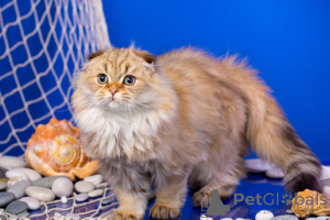 Photo №4. I will sell scottish fold in the city of St. Petersburg. from nursery, breeder - price - 464$