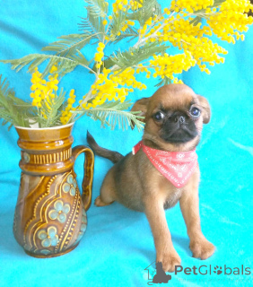 Photo №2 to announcement № 165636 for the sale of petit brabançon - buy in Russian Federation private announcement