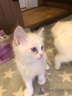 Photo №1. ragdoll - for sale in the city of Hoer | 1022$ | Announcement № 168489