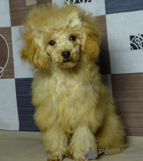 Photo №2 to announcement № 128354 for the sale of poodle (toy) - buy in Belarus private announcement, from nursery, breeder