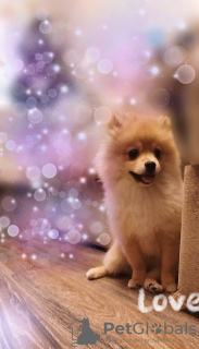 Photo №2 to announcement № 35912 for the sale of german spitz - buy in Belarus private announcement