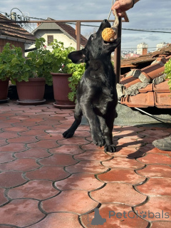 Photo №3. Working dogs of the German Shepherd breed. Serbia