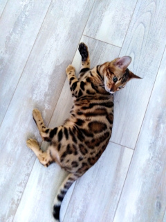 Photo №1. bengal cat - for sale in the city of Sumy | 700$ | Announcement № 1822
