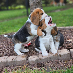 Photo №3. Beagle puppies are looking for. Germany