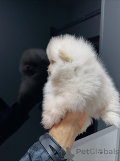 Photo №2 to announcement № 159131 for the sale of pomeranian - buy in Germany breeder