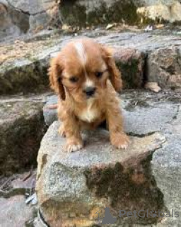 Photo №3. Cavalier King Charles Spaniel Welpen ze verkafen. Luxembourg