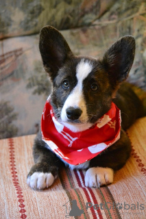 Photo №1. welsh corgi - for sale in the city of Minsk | negotiated | Announcement № 10689