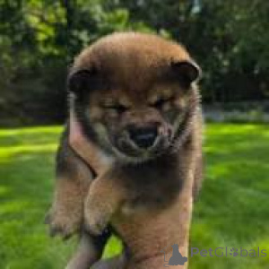 Photo №2 to announcement № 166001 for the sale of shiba inu - buy in Spain private announcement, breeder