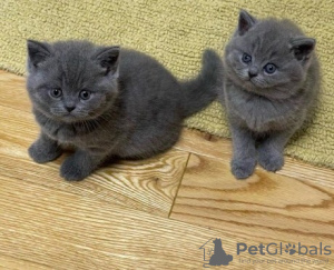 Photo №1. british shorthair - for sale in the city of Brussels | 158$ | Announcement № 120723