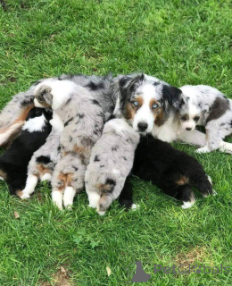 Photo №2 to announcement № 157518 for the sale of australian shepherd - buy in Czech Republic private announcement