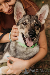 Photo №2 to announcement № 70797 for the sale of non-pedigree dogs - buy in Russian Federation private announcement