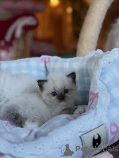 Photo №2 to announcement № 169615 for the sale of ragdoll - buy in Italy private announcement