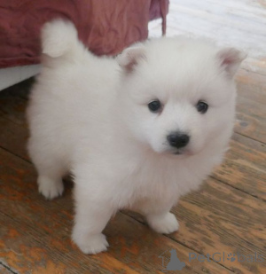 Photo №1. japanese spitz - for sale in the city of Etterbek | 516$ | Announcement № 159434