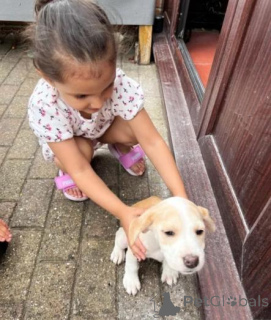 Photo №1. beagle - for sale in the city of Jūrmala | negotiated | Announcement № 160015