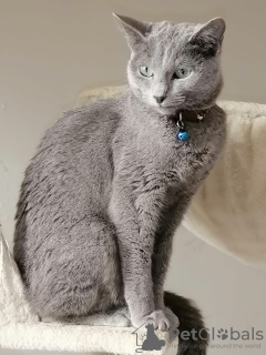 Photo №2 to announcement № 40220 for the sale of russian blue - buy in Netherlands private announcement