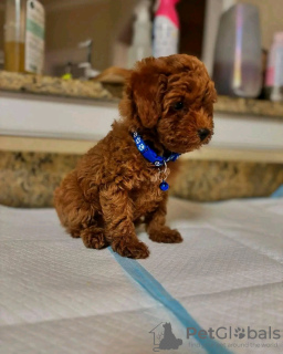 Photo №2 to announcement № 126829 for the sale of poodle (toy) - buy in France breeder