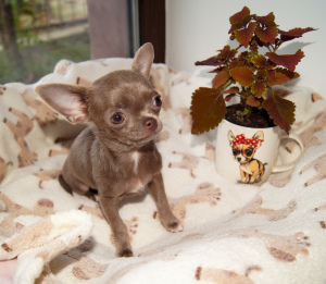 Photo №1. chihuahua - for sale in the city of Odessa | 828$ | Announcement № 3483