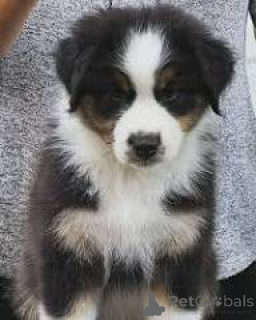Photo №3. Australische Herder-puppy's te koop. Belgium