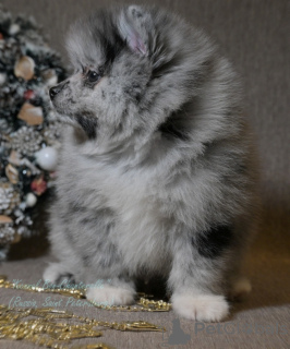 Photo №2 to announcement № 8299 for the sale of pomeranian - buy in Russian Federation from nursery