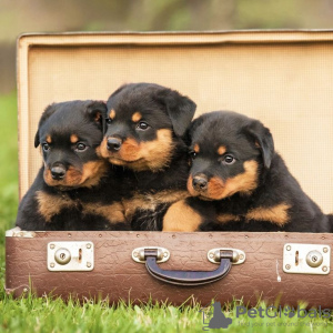 Photo №1. rottweiler - for sale in the city of Rostock | 150$ | Announcement № 129767