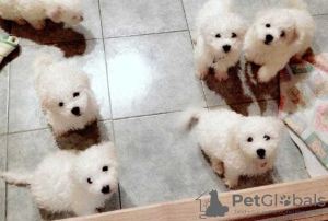Photo №2 to announcement № 64987 for the sale of bichon frise - buy in Latvia breeder