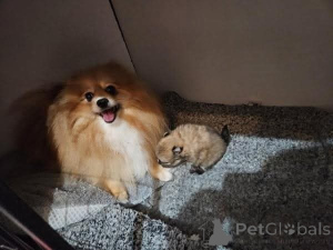 Photo №1. pomeranian - for sale in the city of Höxter | 599$ | Announcement № 174997
