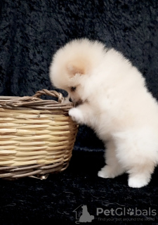 Photo №4. I will sell pomeranian in the city of Балыкесир. from nursery, breeder - price - negotiated