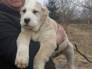 Photo №2 to announcement № 40914 for the sale of central asian shepherd dog - buy in Russian Federation from nursery, breeder