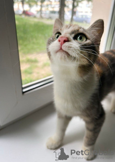 Photo №2 to announcement № 114681 for the sale of exotic shorthair - buy in Belarus from the shelter