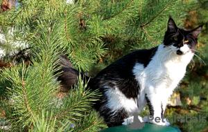 Photo №1. maine coon - for sale in the city of Sumy | 700$ | Announcement № 13974