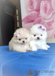 Additional photos: Pomeranian Spitz, puppies. Mini bears