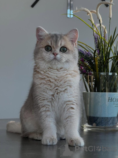 Photo №1. chinchilla cat - for sale in the city of Leipzig | negotiated | Announcement № 166818