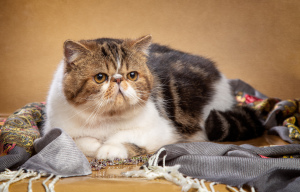 Photo №1. exotic shorthair - for sale in the city of Izhevsk | Negotiated | Announcement № 1857