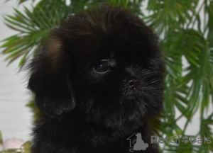 Photo №4. I will sell shih tzu in the city of Tver. private announcement - price - 710$