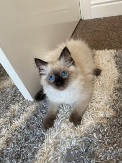 Photo №3. Gorgeous Ragdoll kitten looking for forever homes. New Zealand