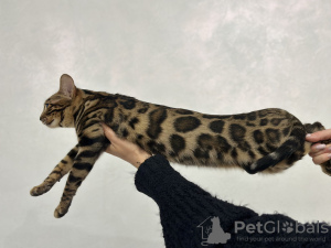 Additional photos: Gorgeous Bengal girl for breeding