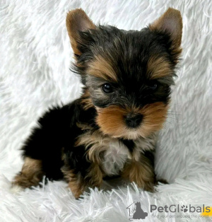 Photo №3. Toilet Trained Vet Checked Yorkshire. United States