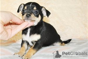 Photo №3. Adorable Chihuahua Puppies for free adoption. Germany