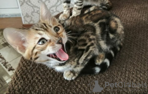 Photo №2 to announcement № 11055 for the sale of bengal cat - buy in Russian Federation private announcement