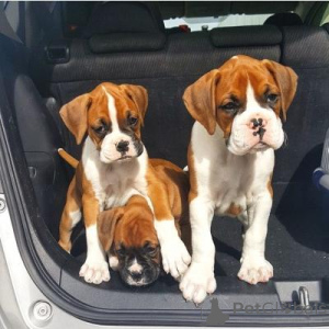 Photo №1. boxer - for sale in the city of Berlin | negotiated | Announcement № 168526