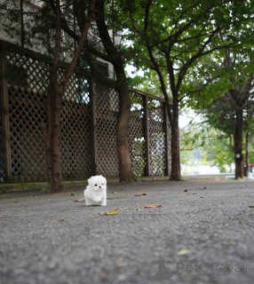 Photo №1. maltese dog - for sale in the city of Berlin | 671$ | Announcement № 158130