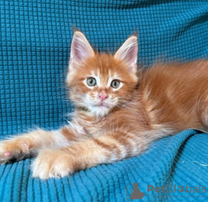 Photo №4. I will sell maine coon in the city of Sion. private announcement - price - 423$