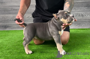 Additional photos: American Bully Pocket puppies