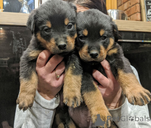 Photo №1. rottweiler - for sale in the city of Falkenberg | 877$ | Announcement № 168432