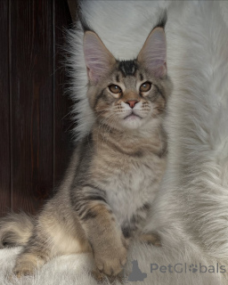 Photo №4. I will sell maine coon in the city of Andel. private announcement - price - negotiated